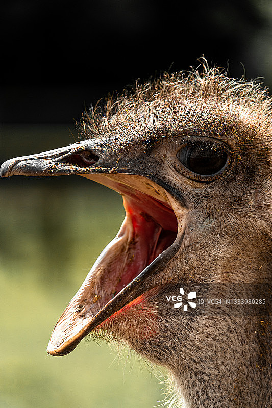 张嘴的鸵鸟肖像图片素材