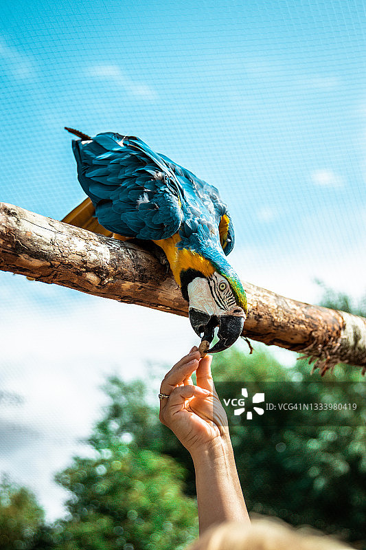 喂食鹦鹉（蓝黄金金刚鹦鹉）图片素材