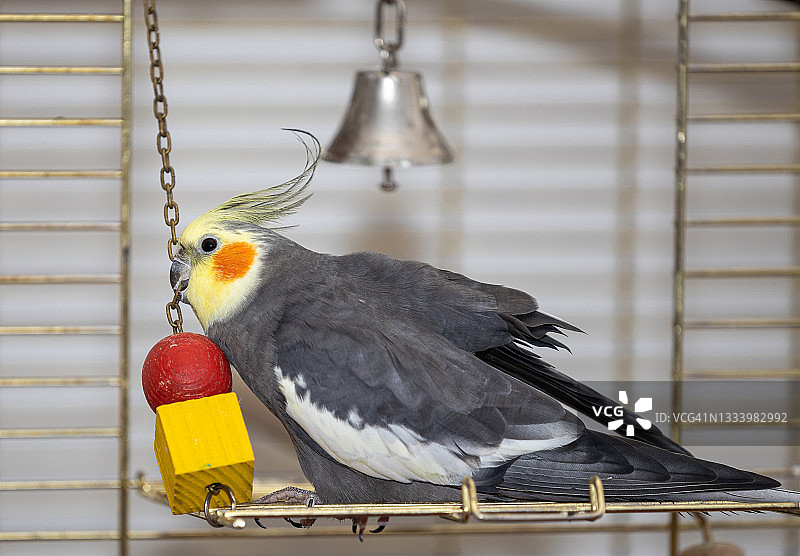 鸡尾鹦鹉和它的玩具在鸟笼里图片素材