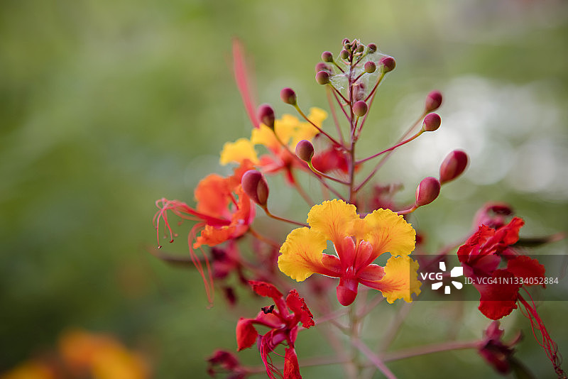 红艳大金凤花特写图片素材