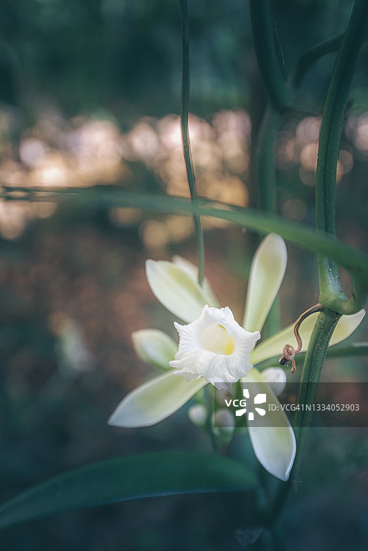野生兰花图片素材