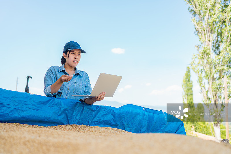 年轻女农民使用笔记本电脑检查小麦种子图片素材
