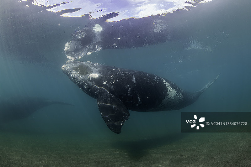 幼年南露脊鲸，阿根廷瓦尔德斯半岛新海湾图片素材