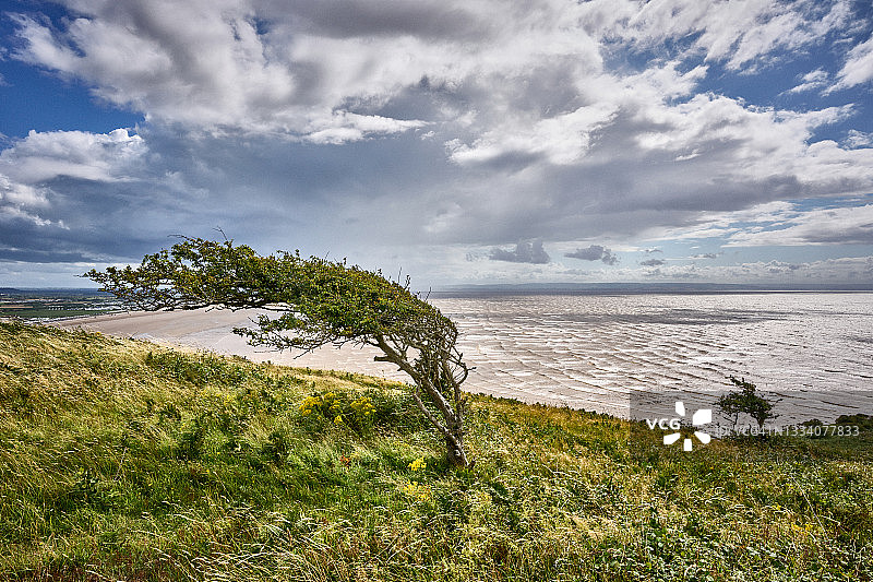 英国萨默塞特：俯瞰布雷恩海滩的弯曲树木图片素材