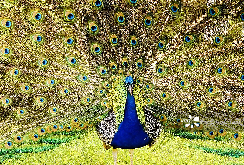 孔雀图片素材