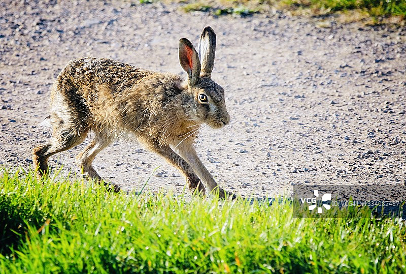 棕色野兔图片素材