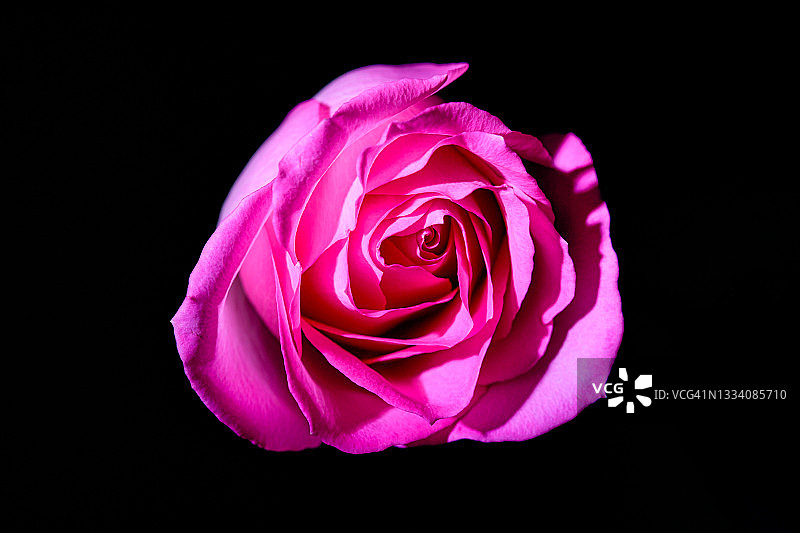 黑色背景中的粉红玫瑰图片素材
