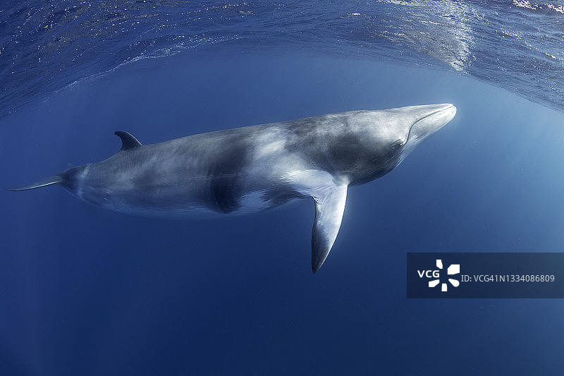 澳大利亚大堡礁附近的小须鲸图片素材