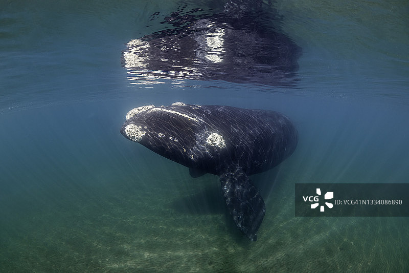 幼年南露脊鲸，阿根廷瓦尔德斯半岛新海湾图片素材