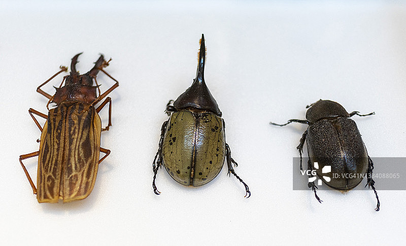 大型昆虫图片素材