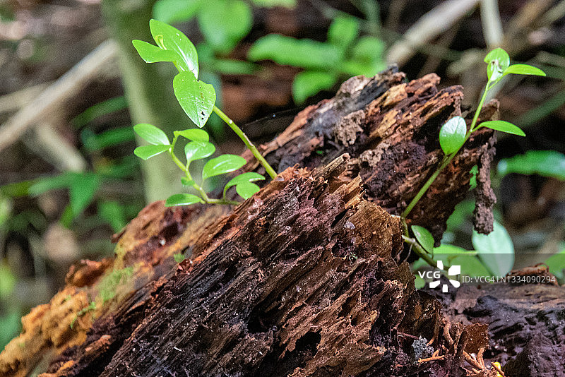 倒下的树木的腐烂分解图片素材