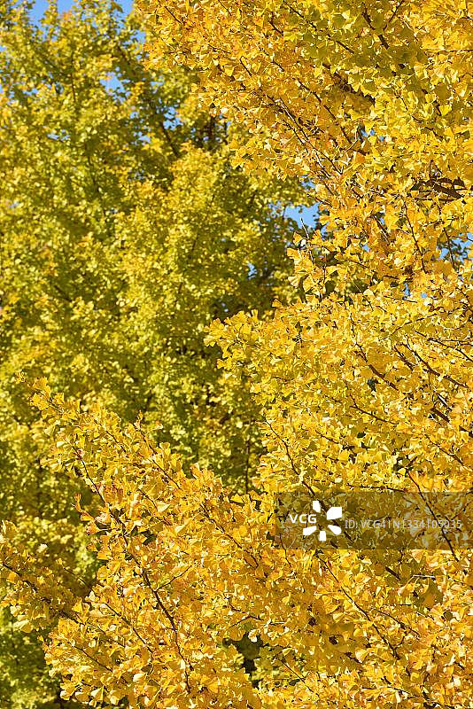 蓝天与银杏黄叶图片素材