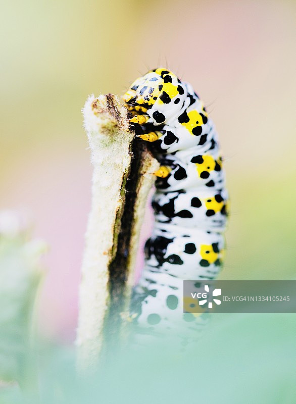 毛蕊花夜蛾幼虫图片素材