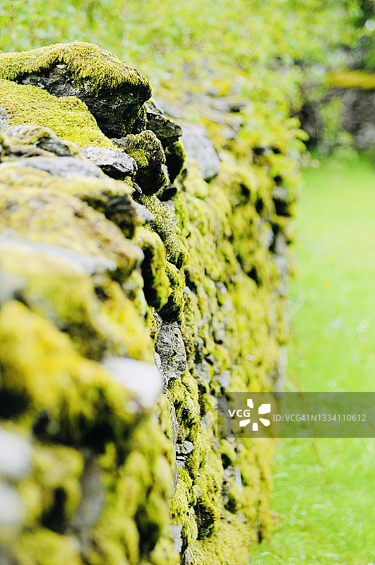 长满苔藓的墙壁图片素材