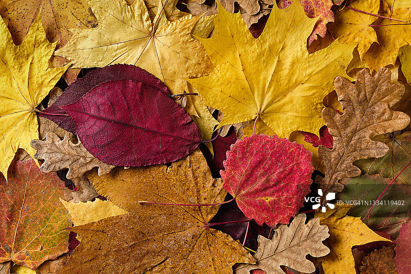 森林或公园里落在绿色和黄色草地上的棕色、橙色桦树秋叶图片素材