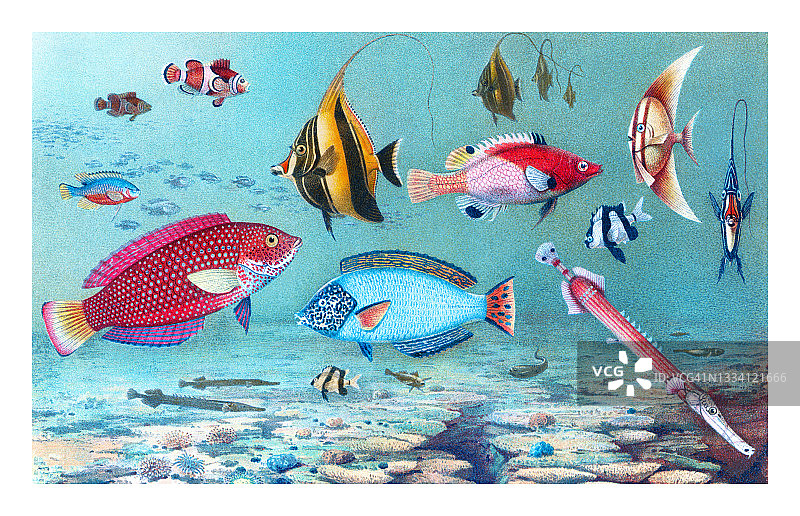 热带鱼、珊瑚礁鱼类古老雕刻插图图片素材