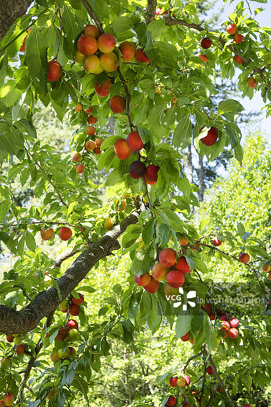 果实累累的油桃树图片素材