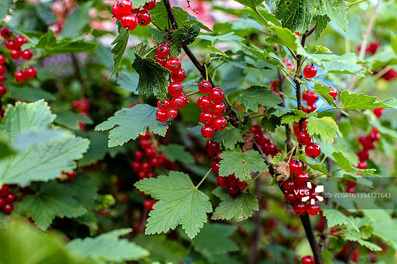 树枝上的成熟醋栗图片素材