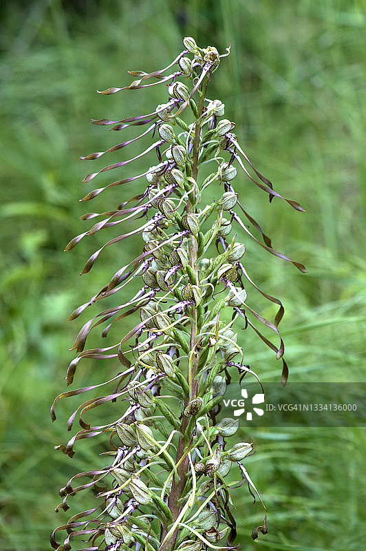蜥蜴兰，属于兰科植物，瑞士图片素材