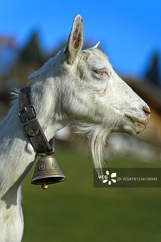 瑞士伯尔尼州上西门塔尔-萨嫩地区的萨能山羊图片素材