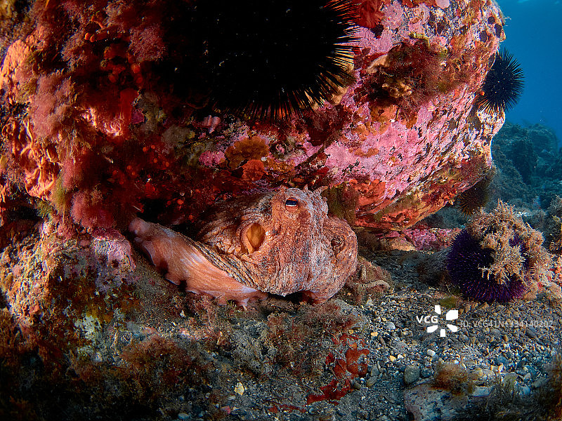 地中海的普通章鱼图片素材