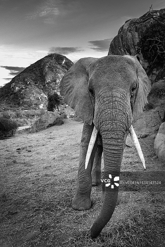 伊通巴山大卫·谢尔德里克中心的小象特写图片素材