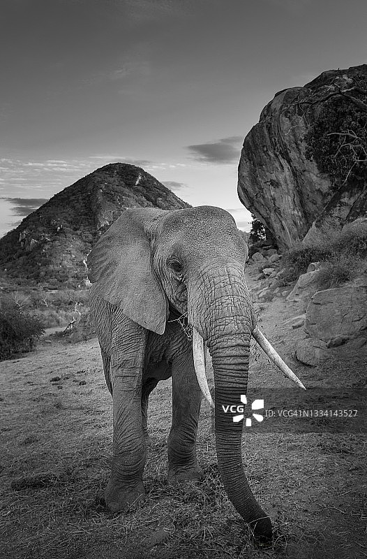 伊通巴山大卫·谢尔德里克中心的小象特写图片素材