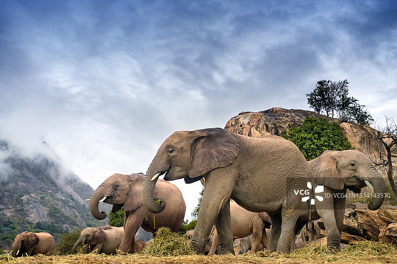 大卫·谢尔德里克中心伊通巴山丘，低角度拍摄的小象进食图片素材