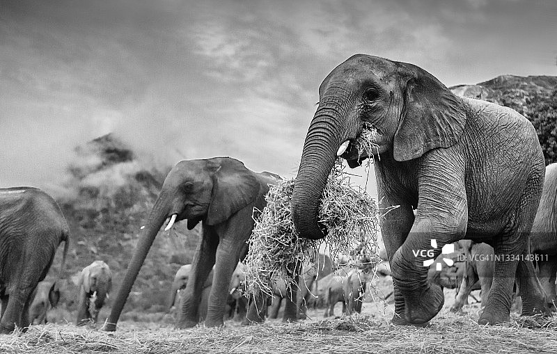 大卫·谢尔德里克中心伊通巴山丘，低角度拍摄的小象进食图片素材