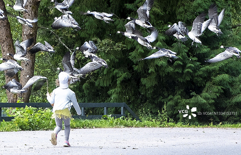 6岁小女孩追赶惊飞一群野鹅图片素材