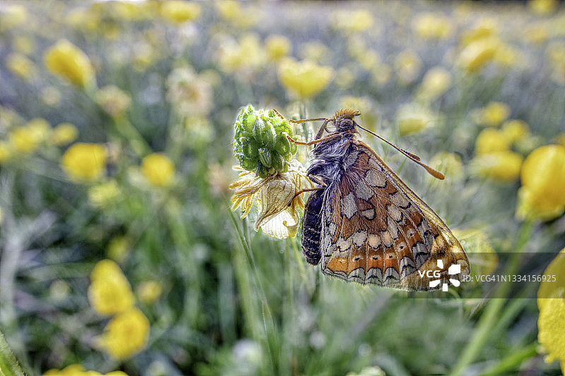 淡紫蛱蝶图片素材
