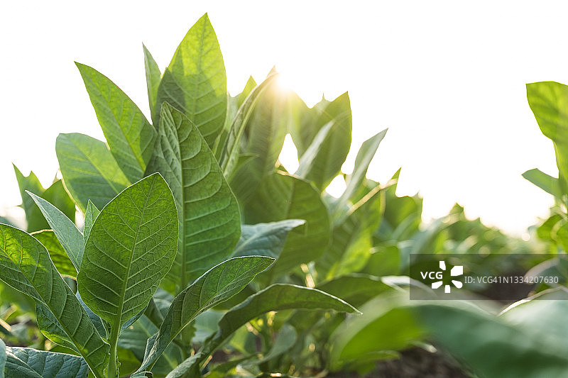 烟草领域图片素材