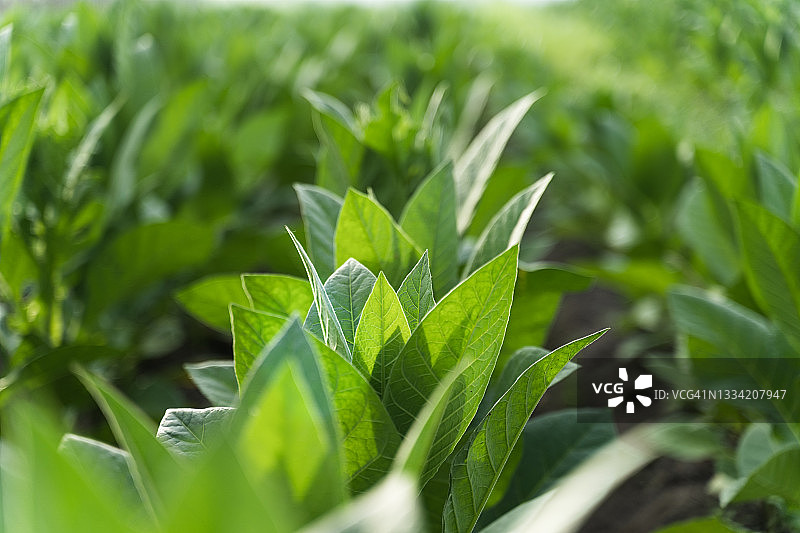 烟草领域图片素材