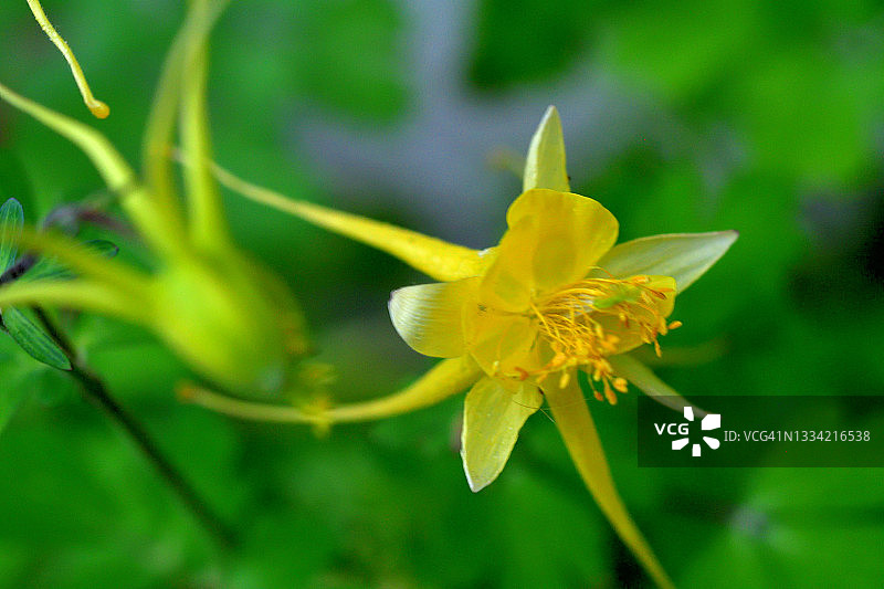 耧斗菜/耧斗菜图片素材