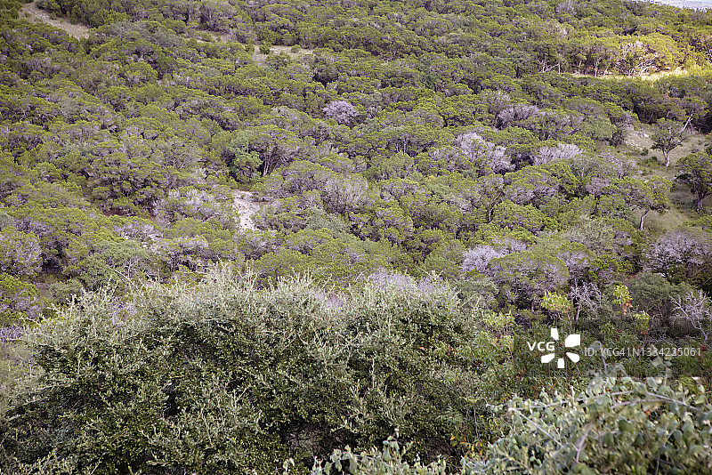 德克萨斯州丘陵乡村风光图片素材