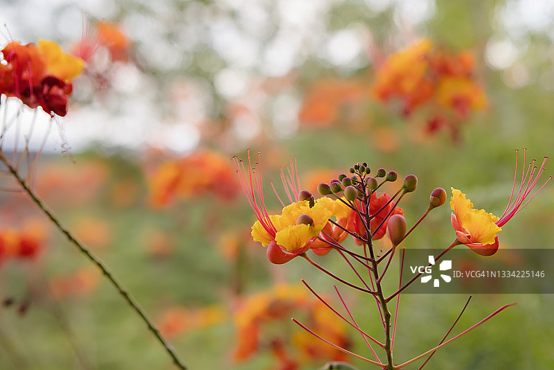 红色天堂鸟花朵特写图片素材