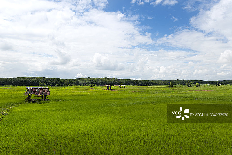 清莱带避难所的稻田景观图片素材
