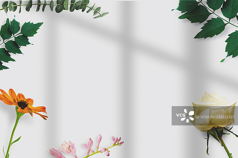 白色背景上的花朵顶视图图片素材