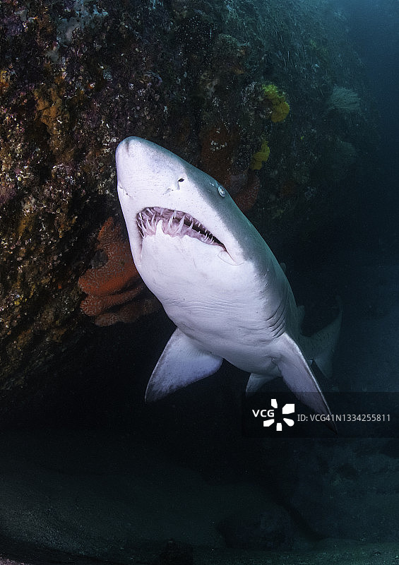 新南威尔士州杰维斯湾的洞穴入口处的灰色护士鲨图片素材
