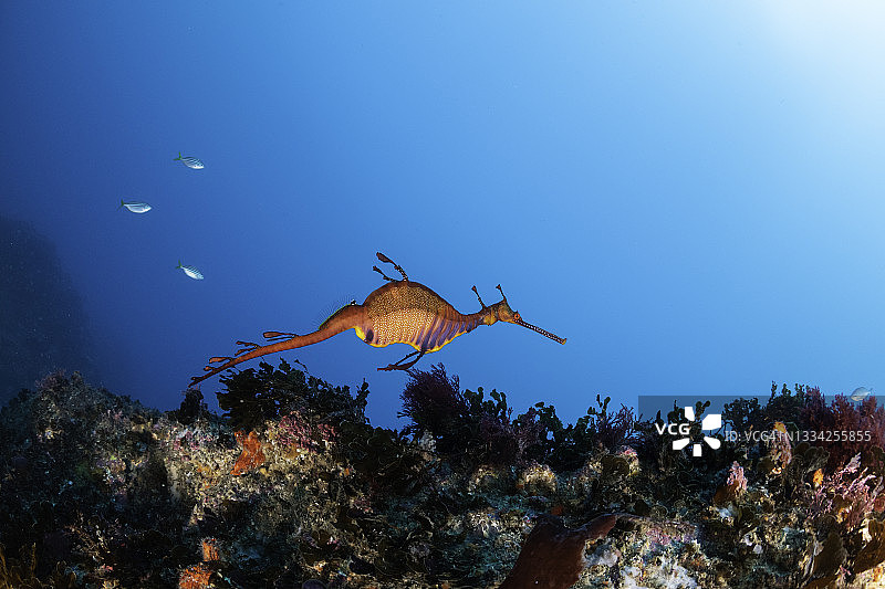 海洋底部的草海龙，澳大利亚新南威尔士州杰维斯湾图片素材