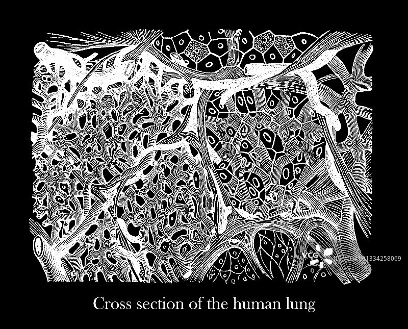 显微镜下观察的人类肺部古老雕刻插图图片素材
