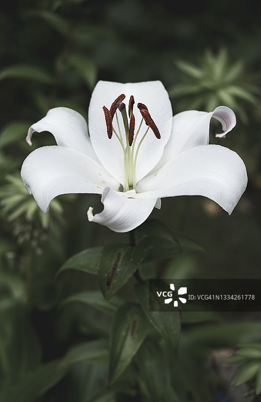 白色的百合图片素材