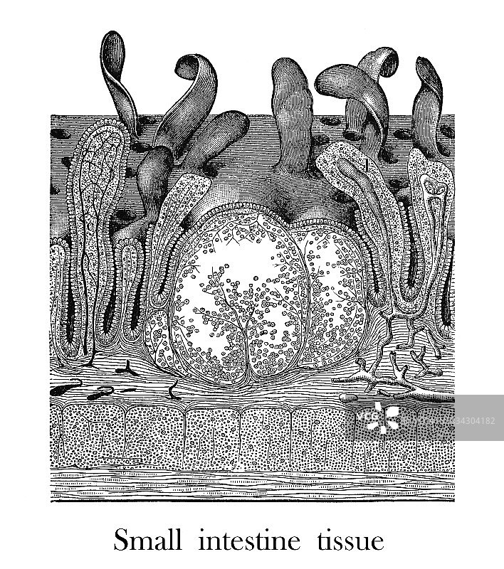显微镜下的小肠古版画图片素材