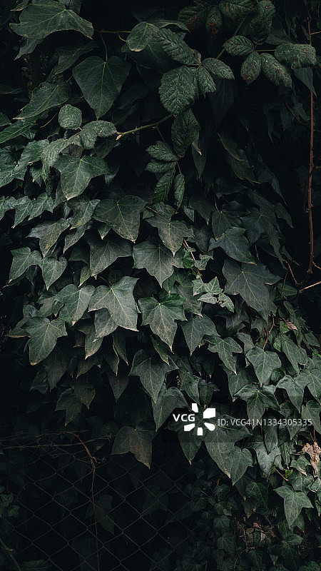 具有深度和对比阴影的树叶图片素材