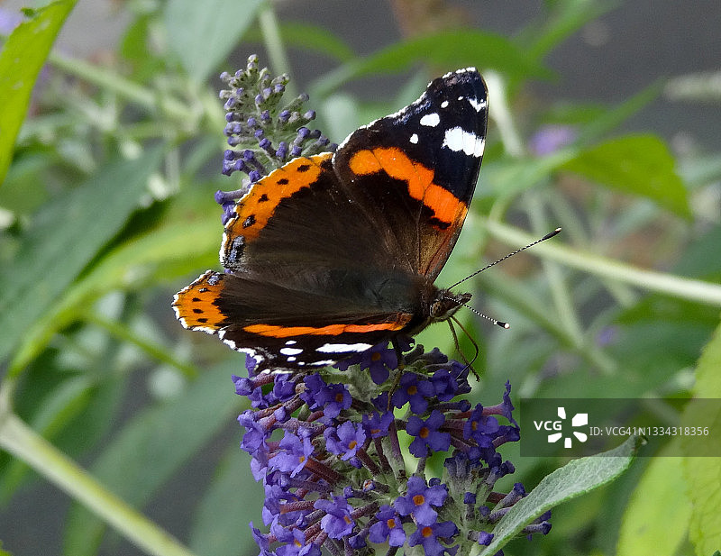 红蝴蝶上将图片素材