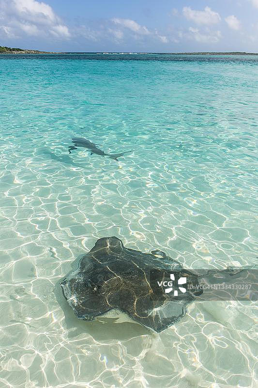 在巴哈马群岛清澈碧绿的海水中畅游的鳐鱼图片素材