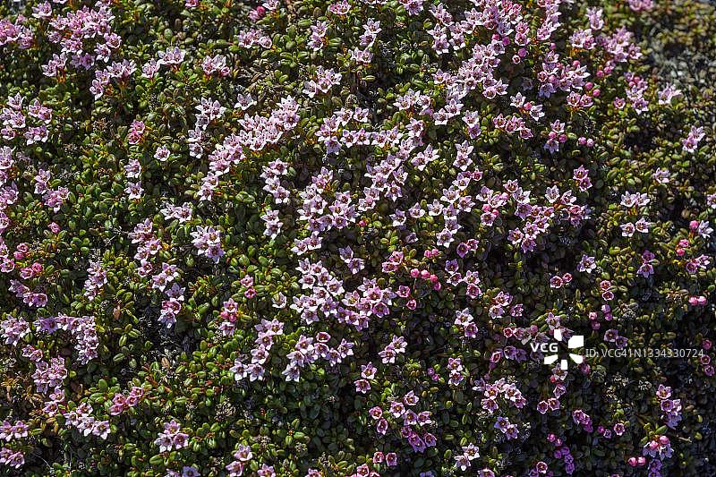 紫色虎耳草，冰岛西峡湾区图片素材