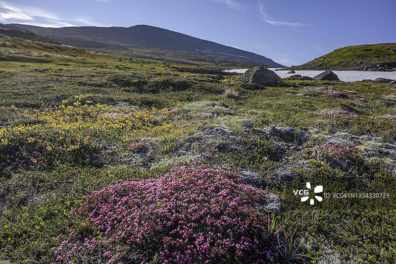 紫色虎耳草，冰岛西峡湾区图片素材