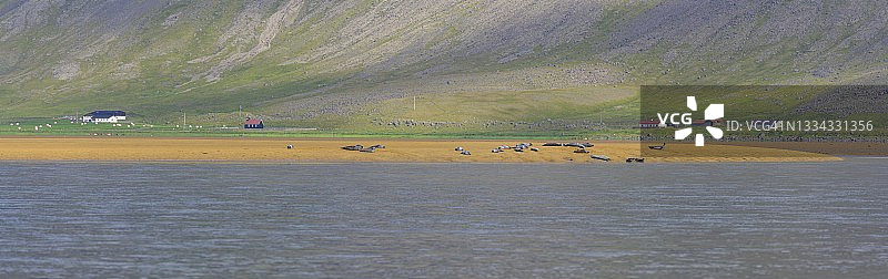 沙洲上的海豹，位于冰岛西峡湾区图片素材