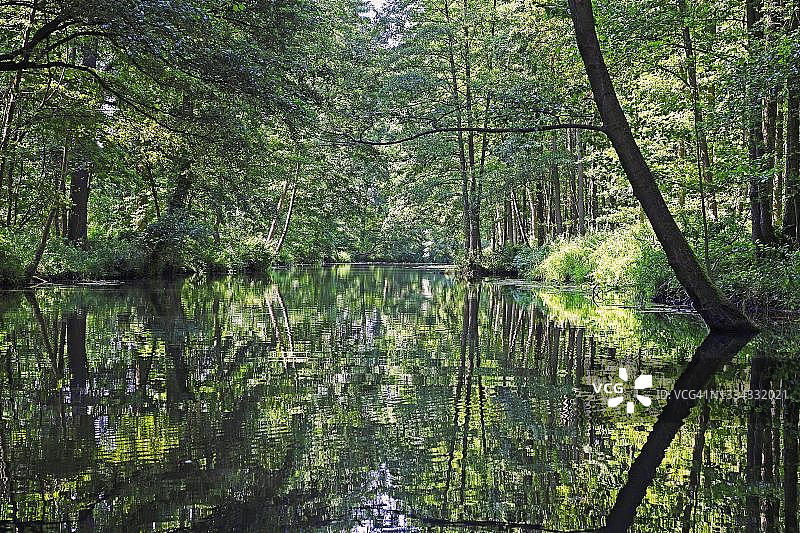 德国勃兰登堡州施莱普齐格附近的施普雷瓦尔德的田园河流图片素材